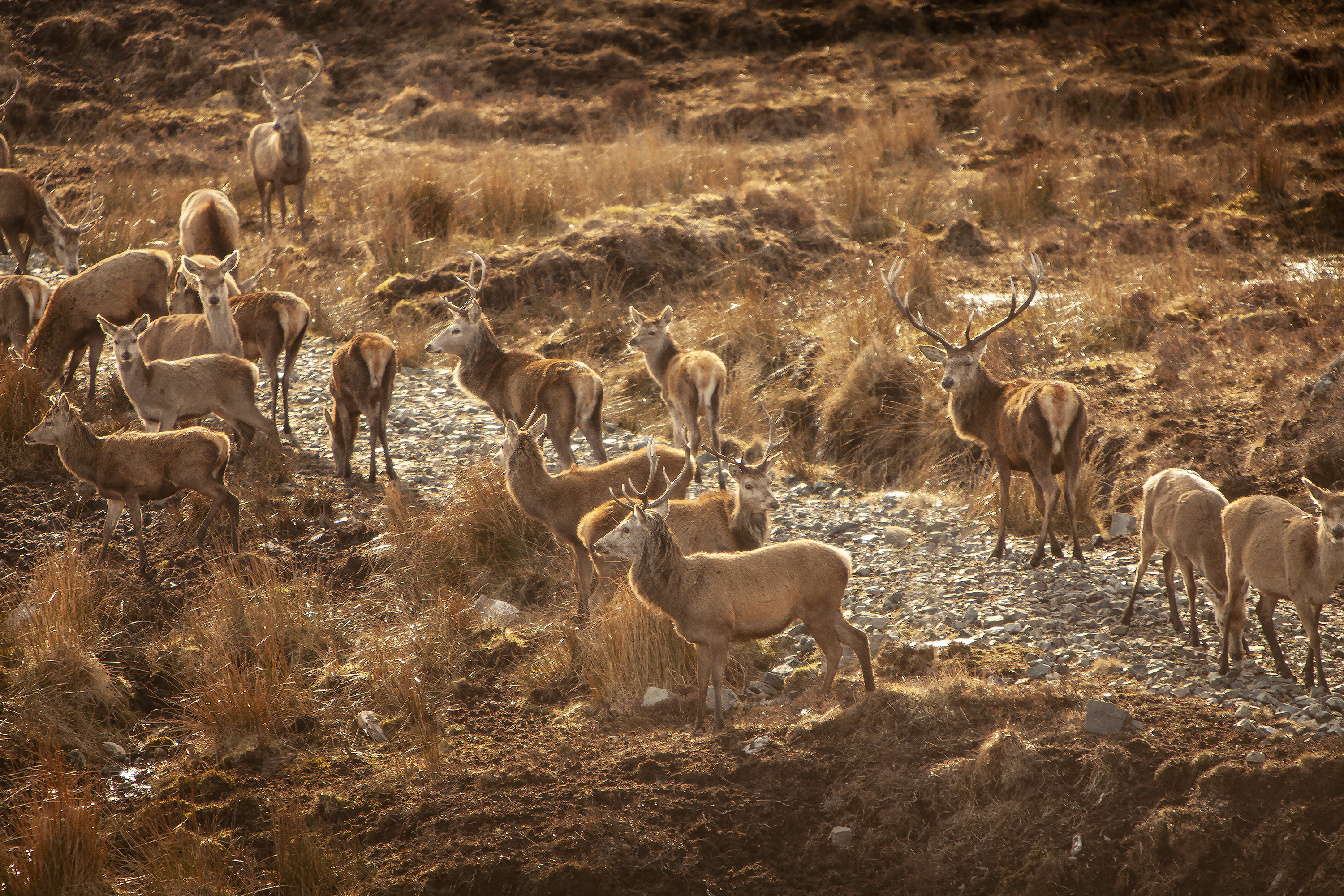 Deer roaming in the highlands
